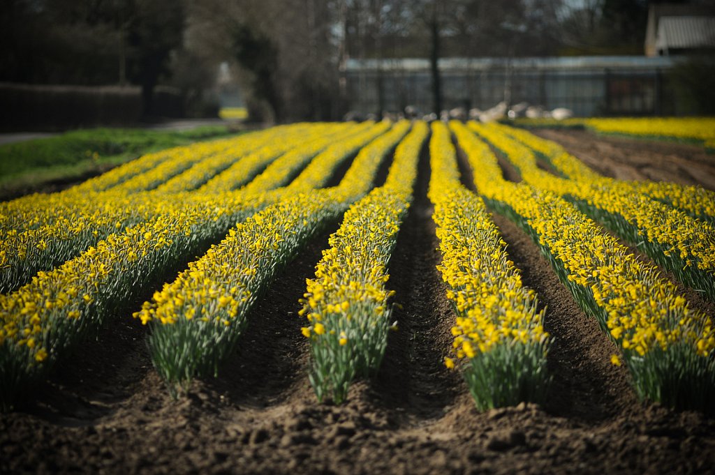 Lincolnshire Daffodils 
