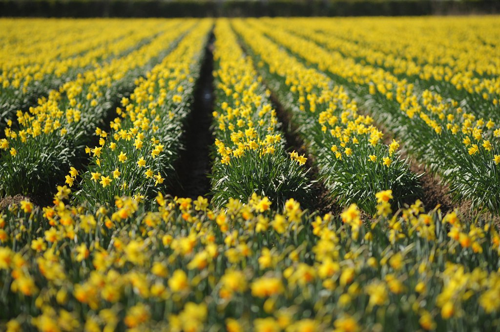 Lincolnshire Daffodils