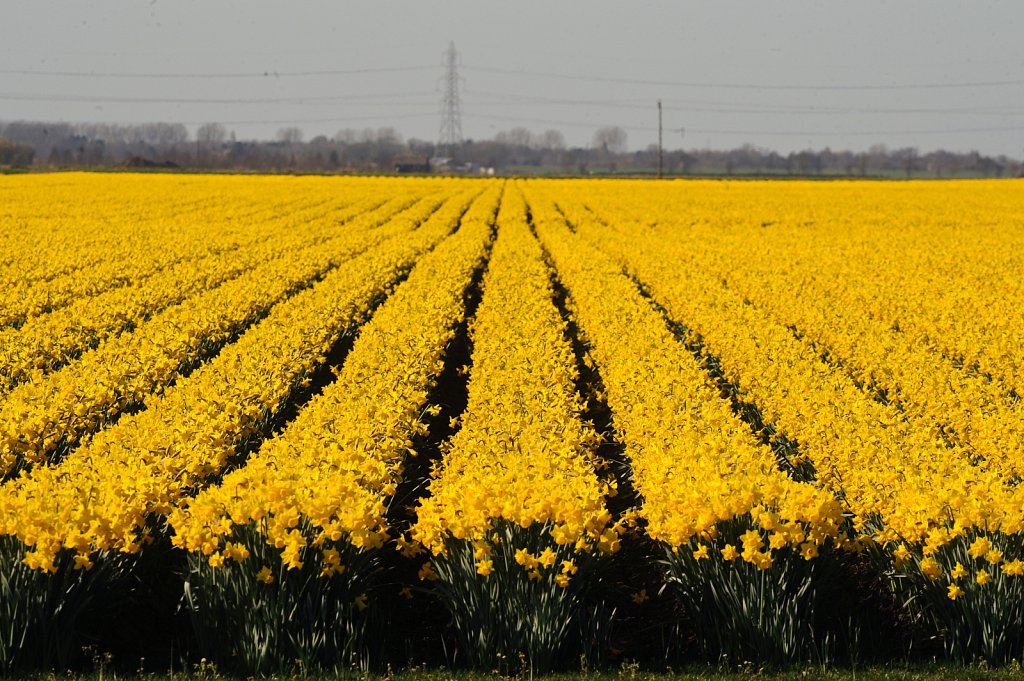 Lincolnshire Daffodils