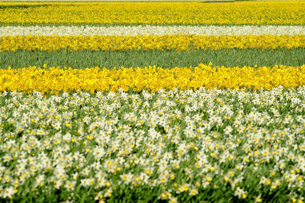 Lincolnshire Daffodils