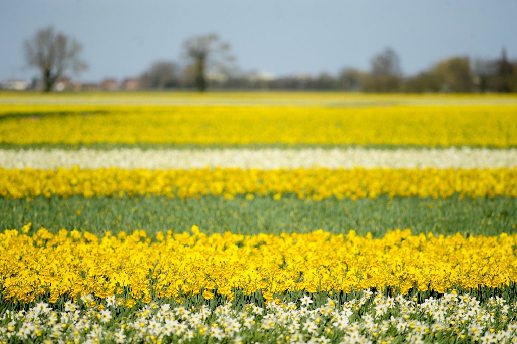 Lincolnshire Daffodils