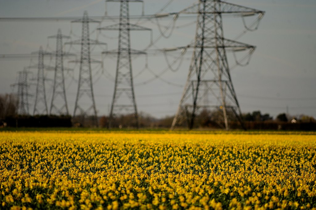 Lincolnshire Daffodils