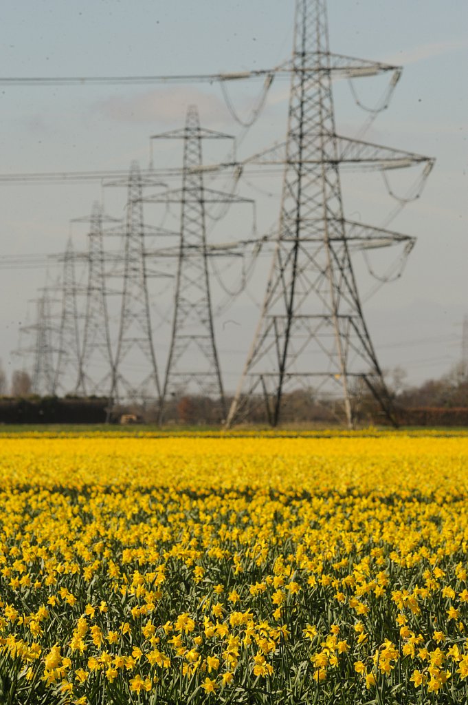 Lincolnshire Daffodils