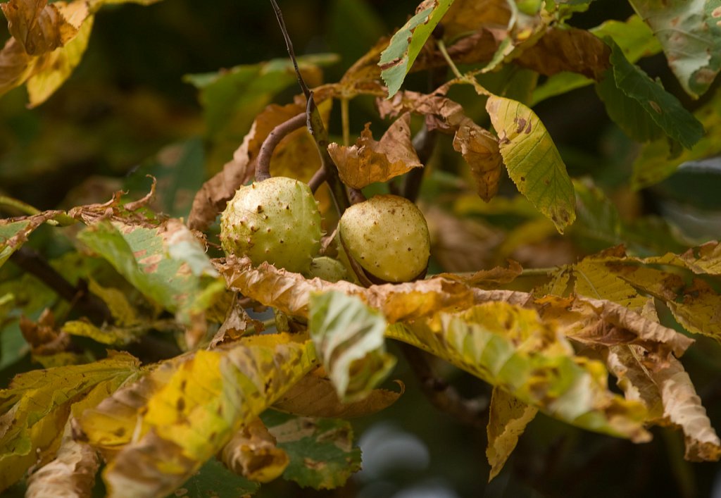 Championship Conkers