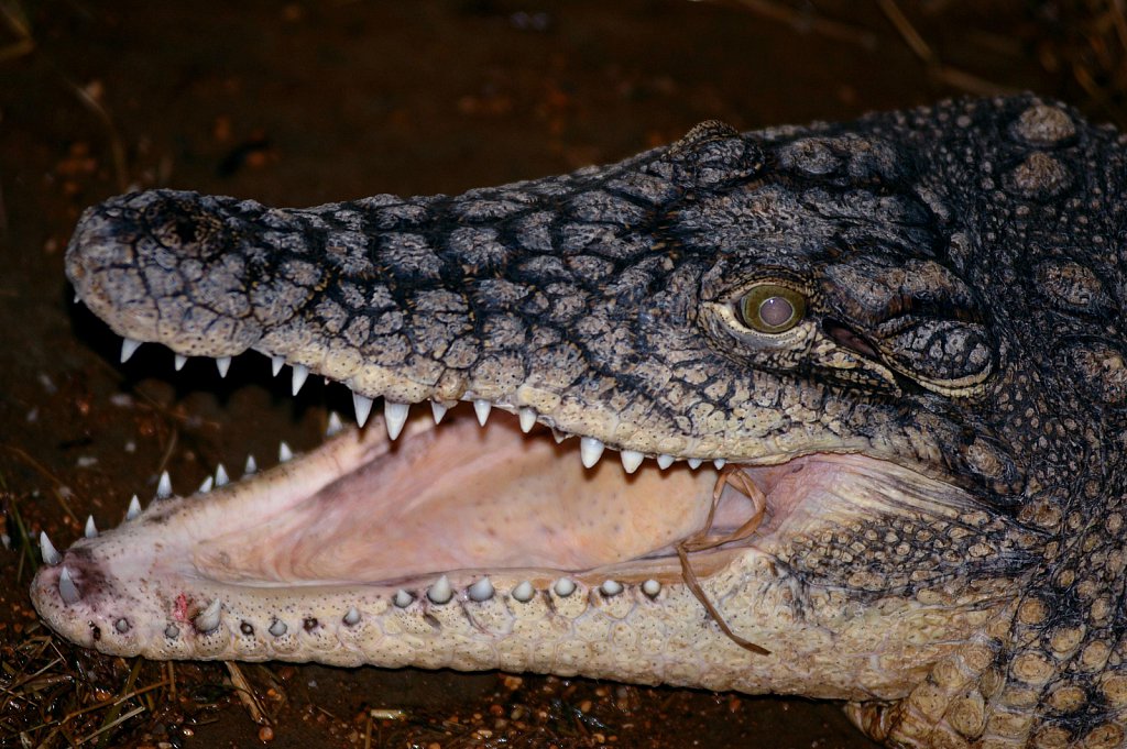 ©Si Barber. Moral rights asserted.