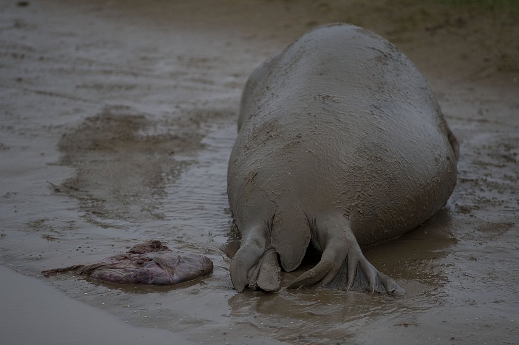 Seals at Donna Nook, Lincolnshire