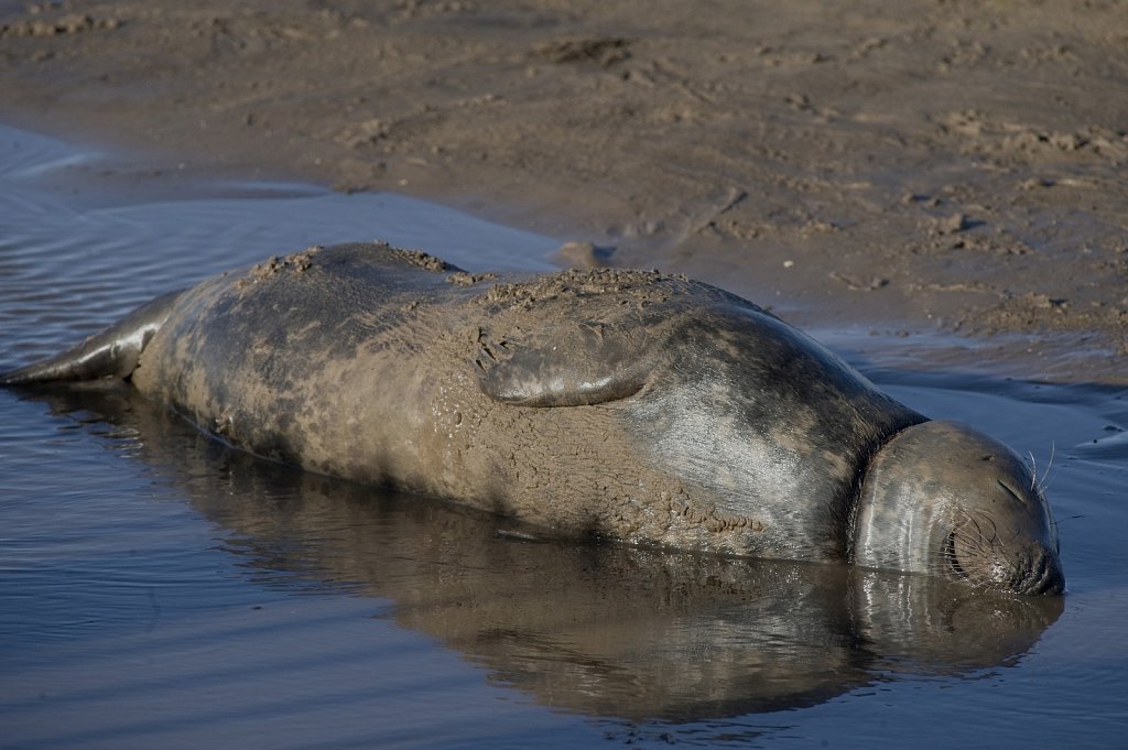 Donna Nook Seal Pups