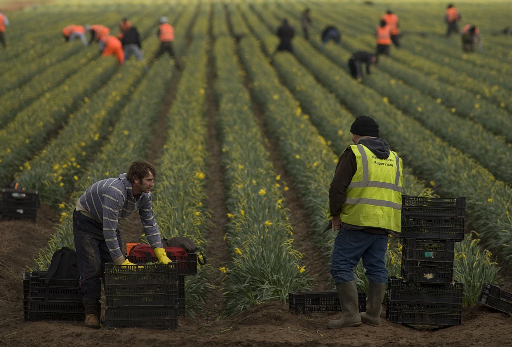 Migrant workers picking daffodils in the fields of Lincolnshire.