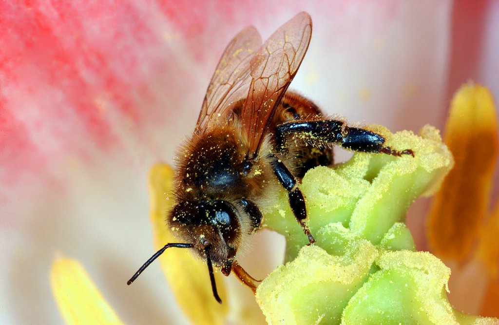 Bees harvesting pollen from sunflowers