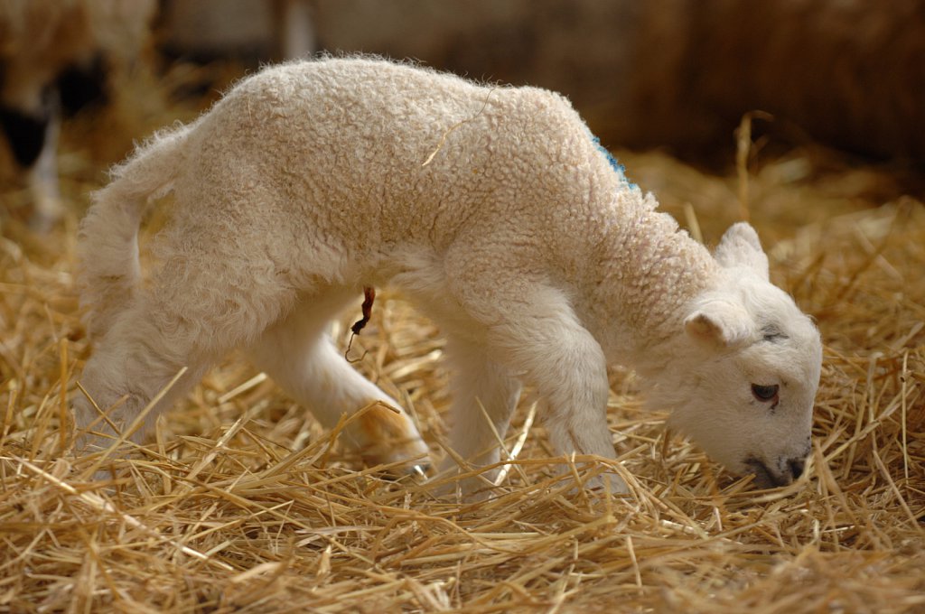 New born lambs at Snetterton Park farm.