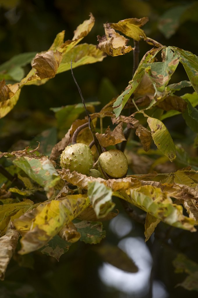 barber-leaf-miner-chestnut02.jpg