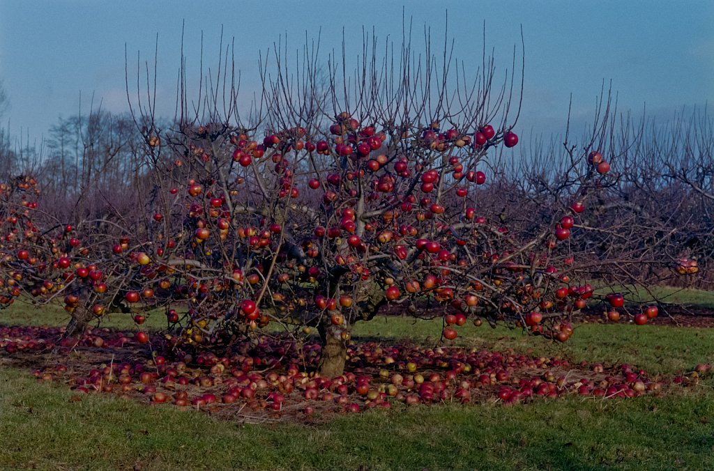 barber-apple-trees01.jpg