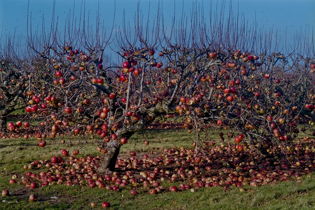 barber-apple-trees02.jpg