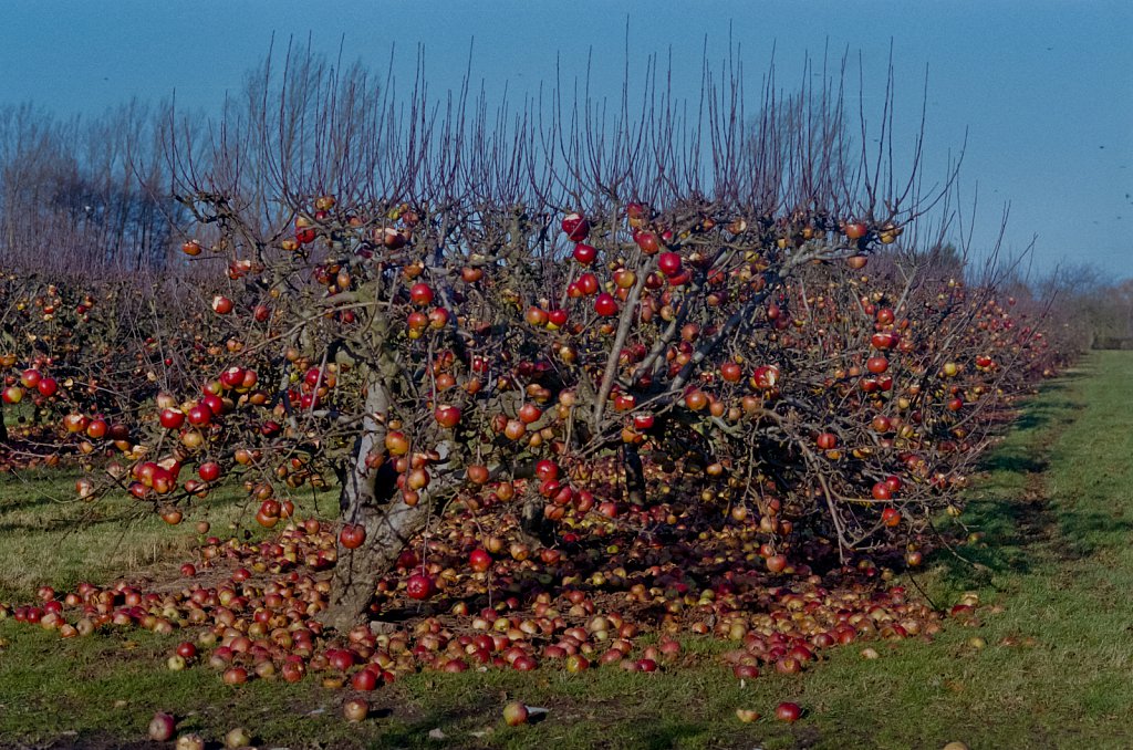 barber-apple-trees04.jpg