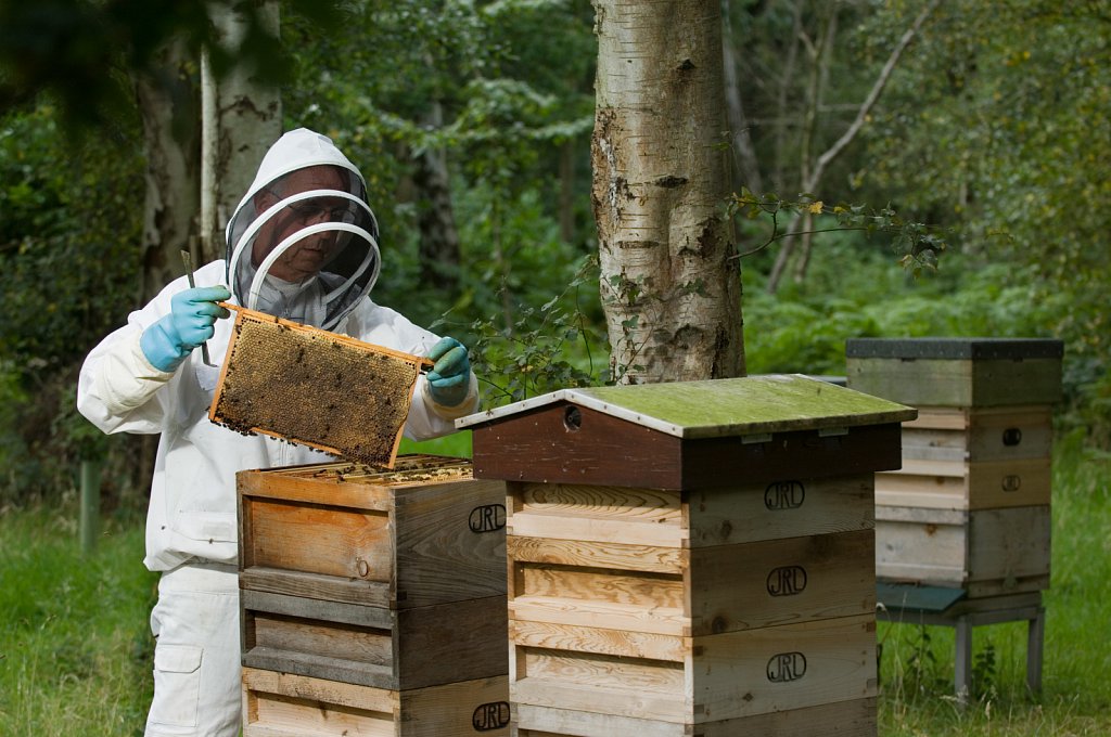 barber-beekeeping01.jpg