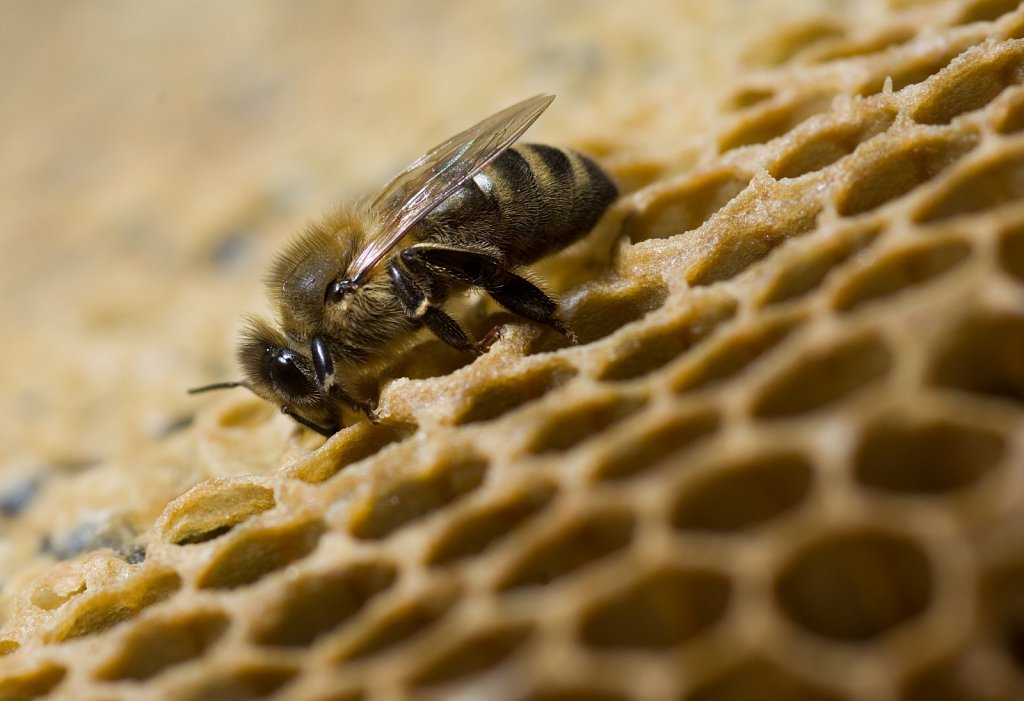 barber-beekeeping07.jpg