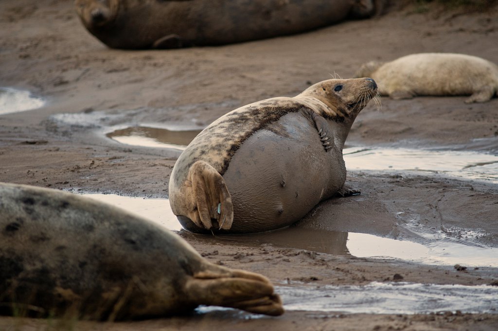 Donna Nook Seal Births 2017