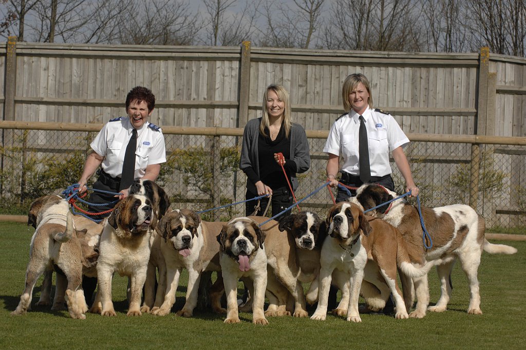 barber-rspca-st-bernard02.jpg