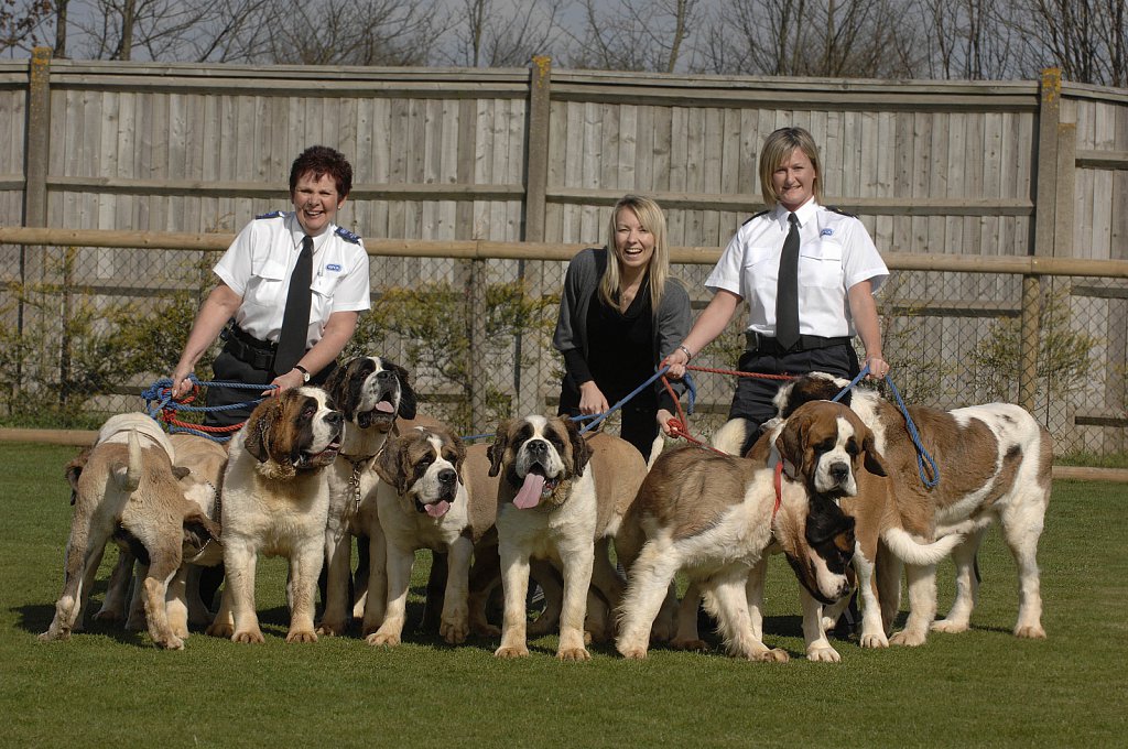 RSPCA Rescued St Bernards