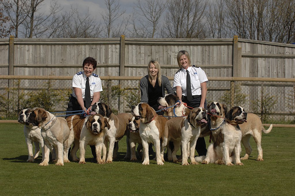 barber-rspca-st-bernard05.jpg