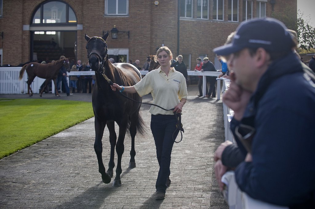 Tattersall Bloodstock Auction in Newmarket, Suffolk.