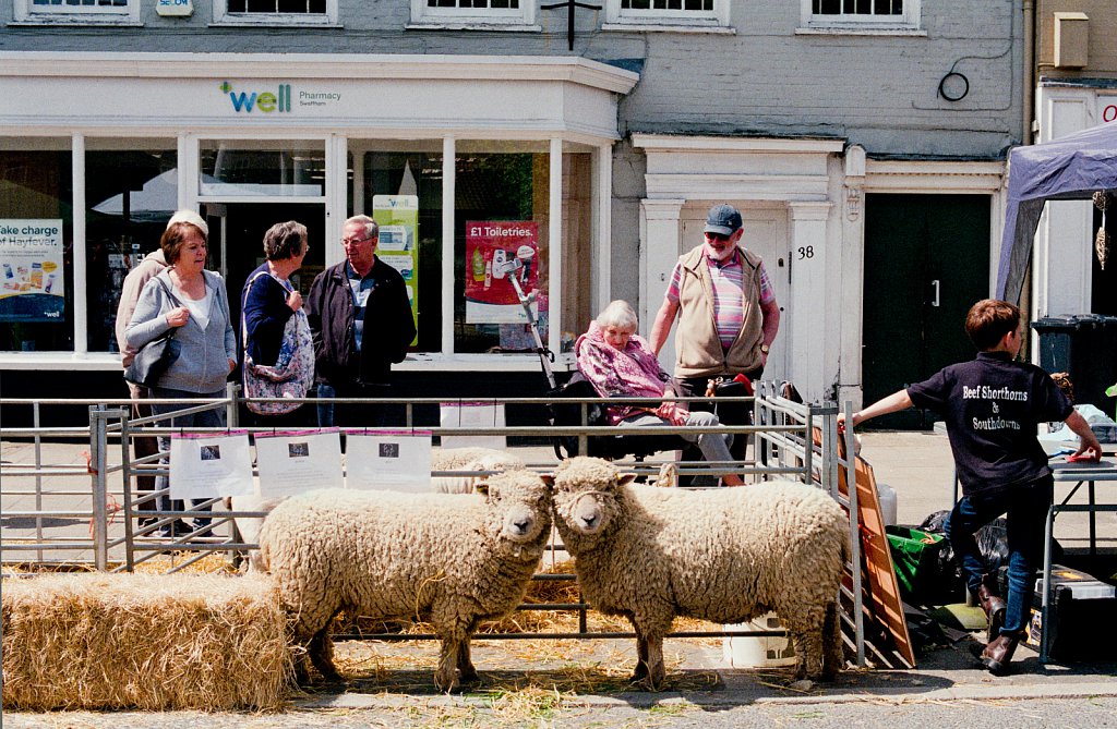 barber-swaffham-sheep-auction-02.jpg