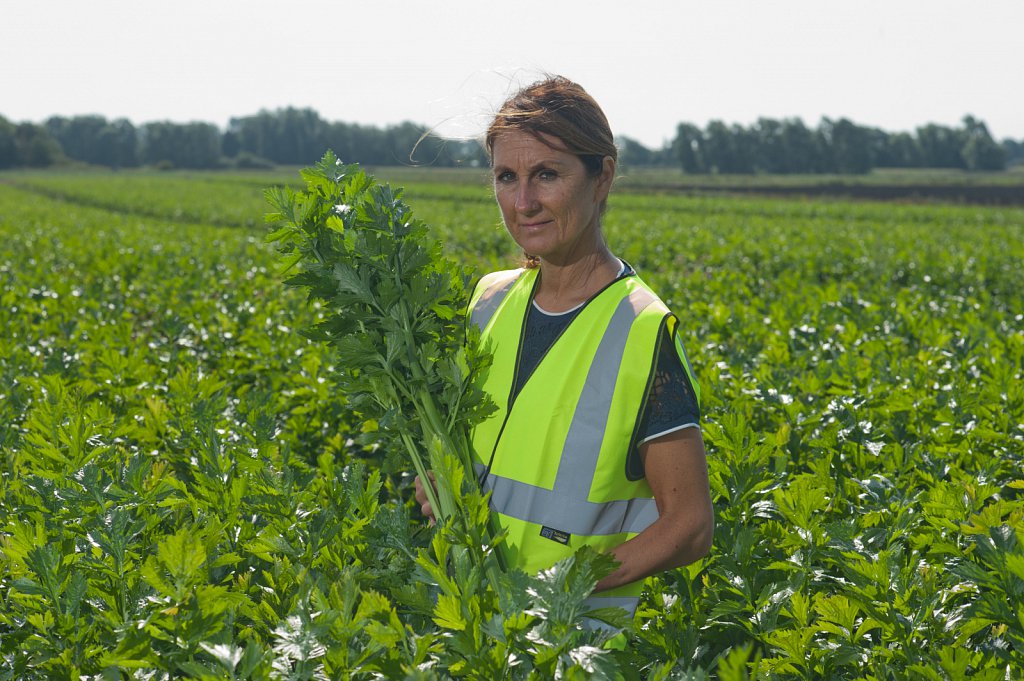 G's celery harvest, Cambridgeshire.