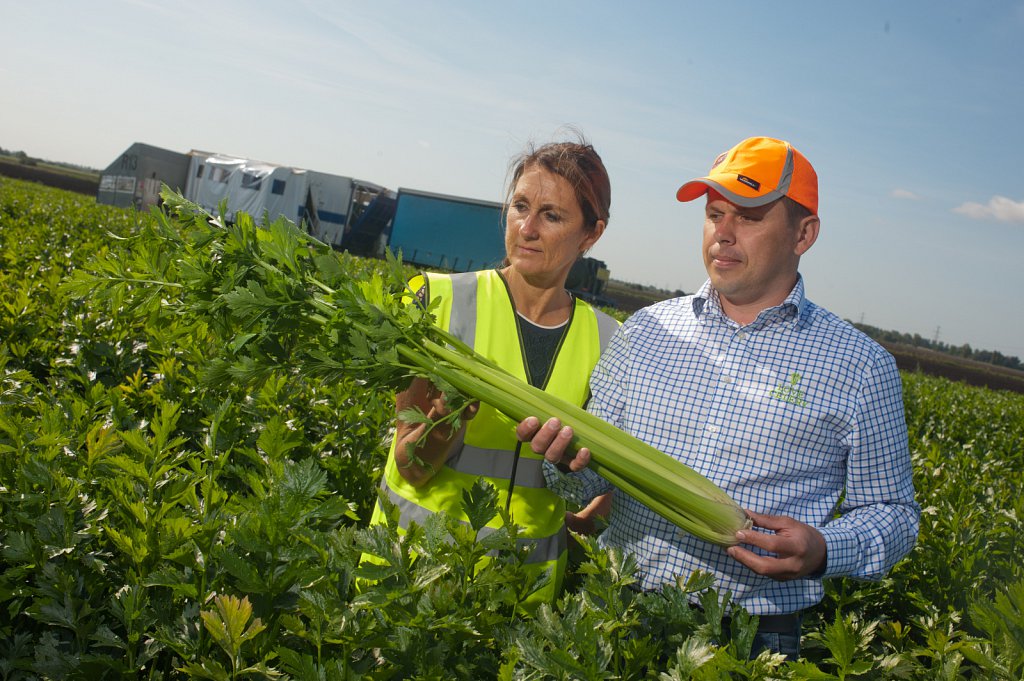 G's celery harvest, Cambridgeshire.