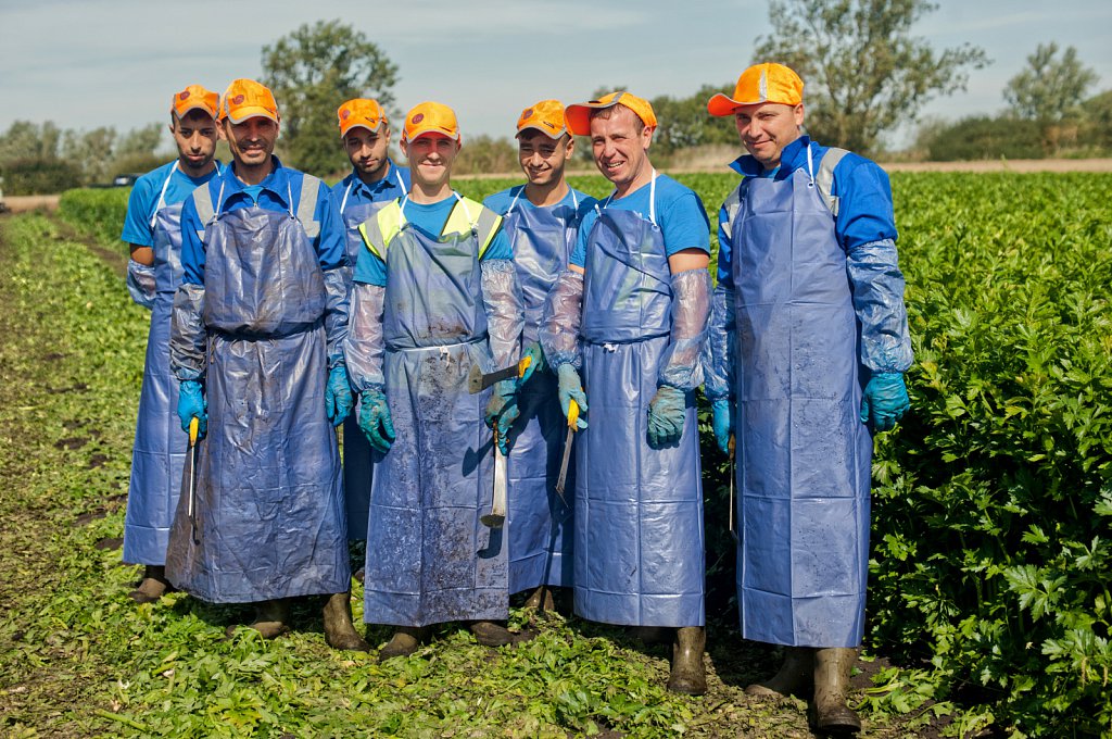 G's celery harvest, Cambridgeshire.