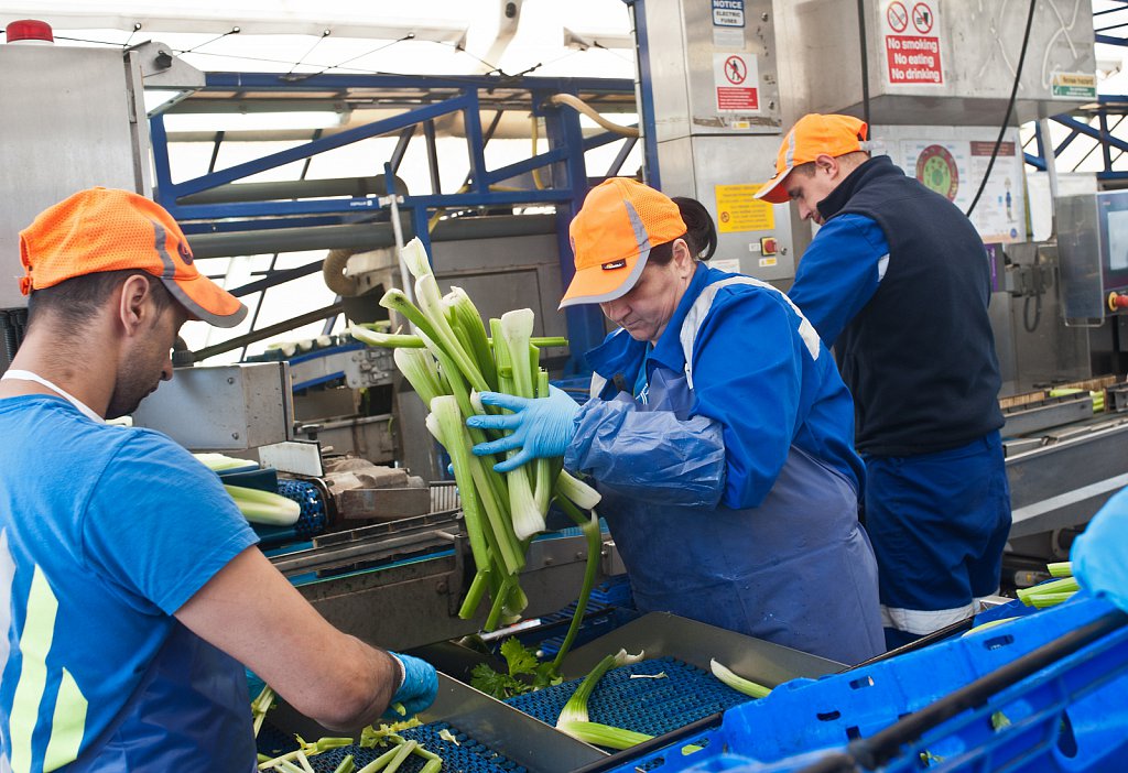 G's celery harvest, Cambridgeshire.