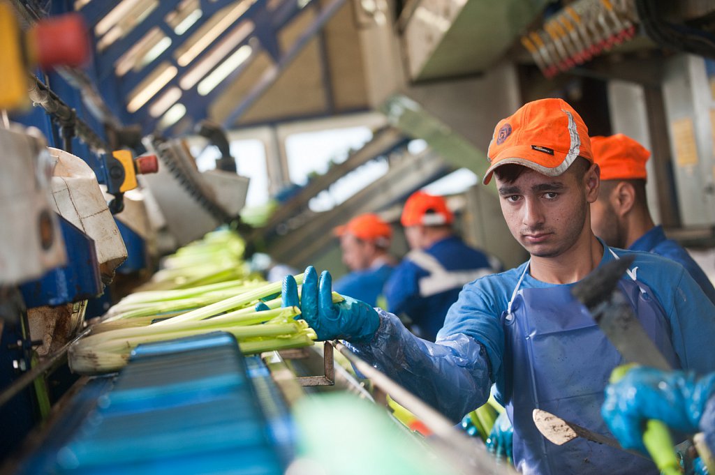 G's celery harvest, Cambridgeshire.