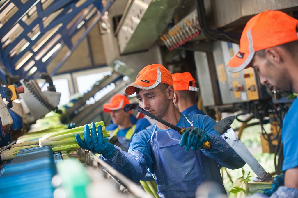 G's celery harvest, Cambridgeshire.