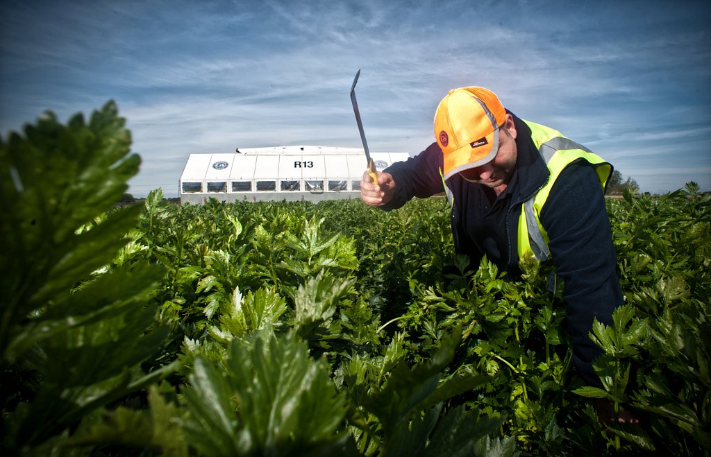 G's celery harvest, Cambridgeshire.