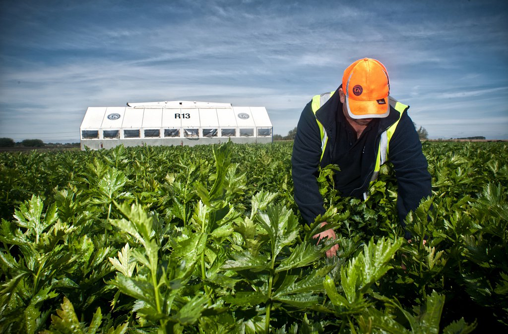 G's celery harvest, Cambridgeshire.