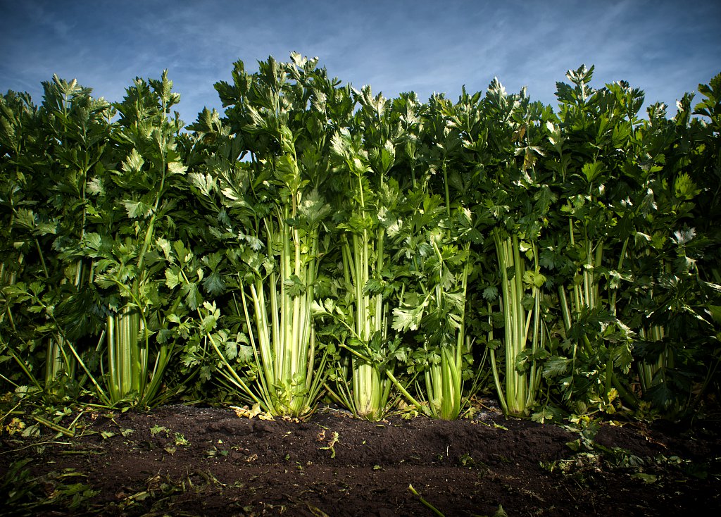 G's celery harvest, Cambridgeshire.
