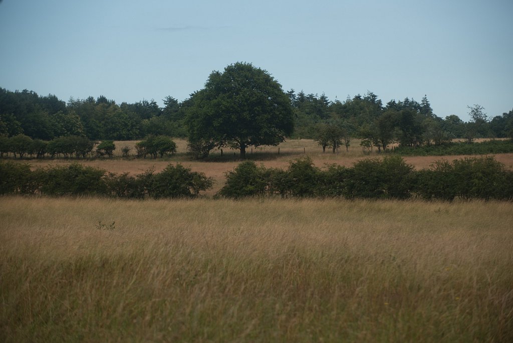 Rewilding on the Somerleyton estate.