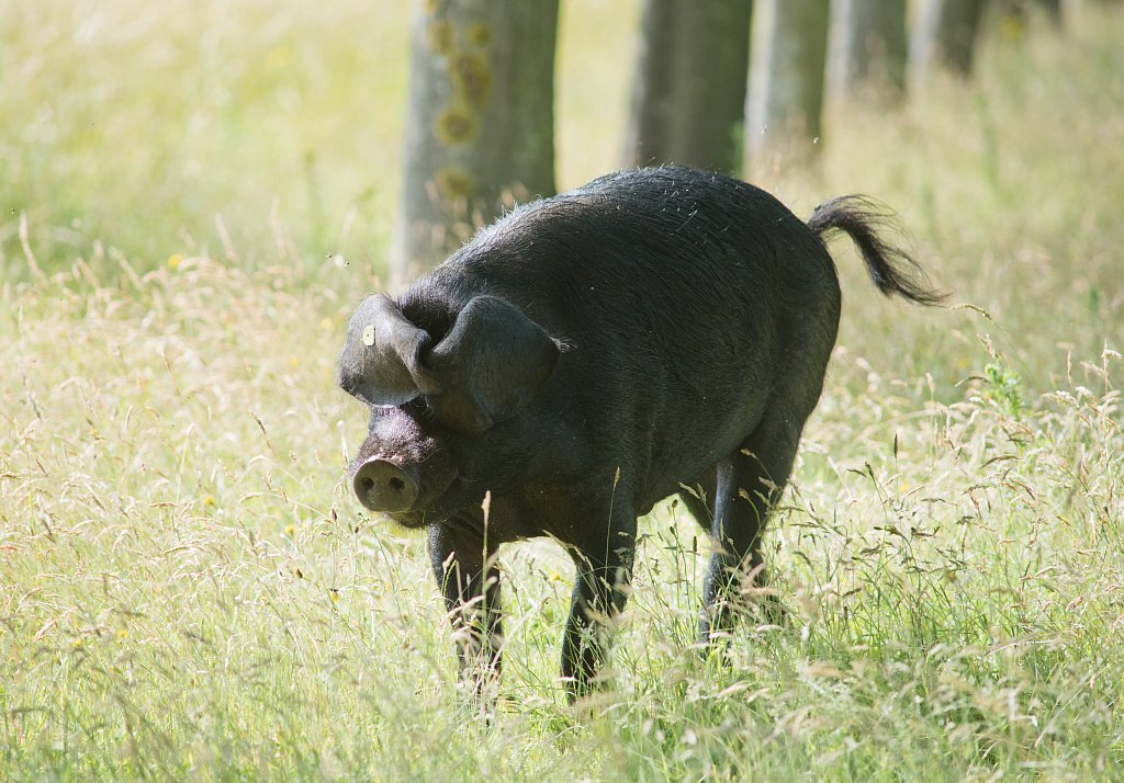 Somerleyton Rewilding