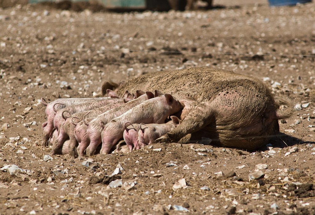 Euston farm drought conditions.