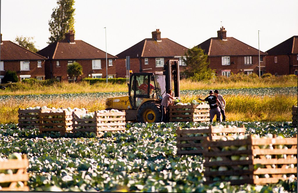 Cabbage Harvest, South Lincs, 2022