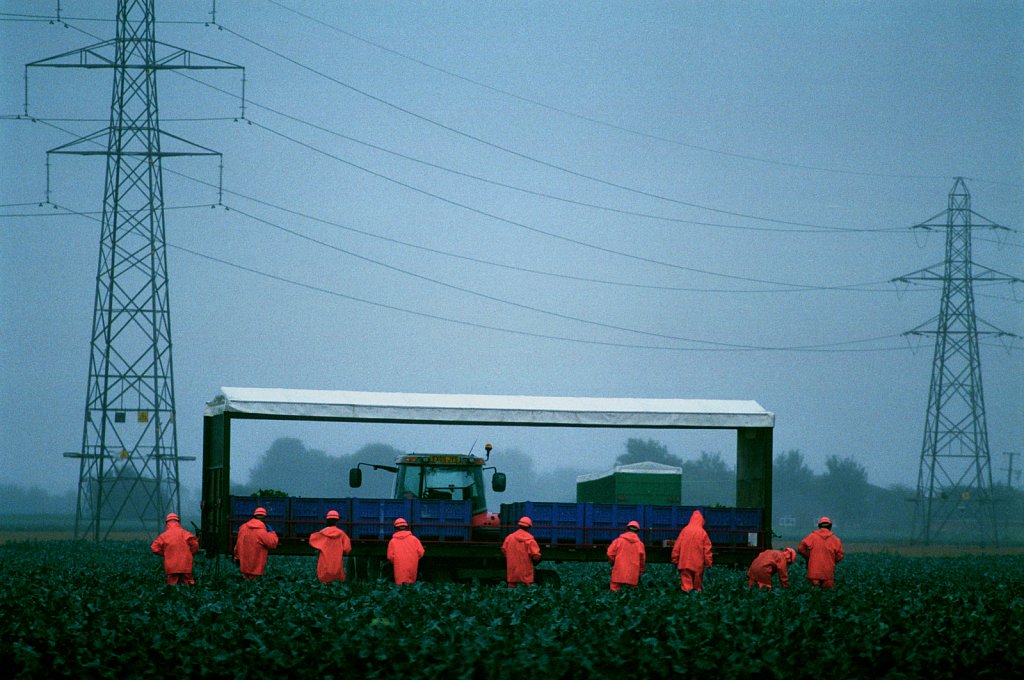 Migrant workers harvesting cabbages near Boston, Lincolnshire during a rainstorm.