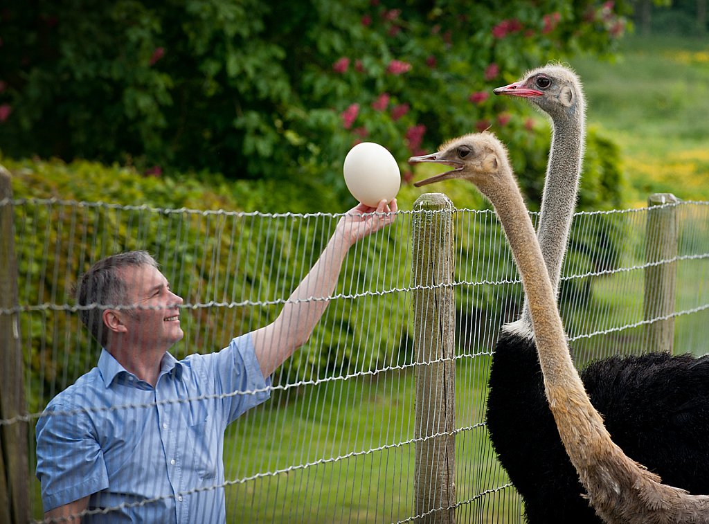 Brian Tomlin, Ostrich Breeder. For Waitrose Supermarkets