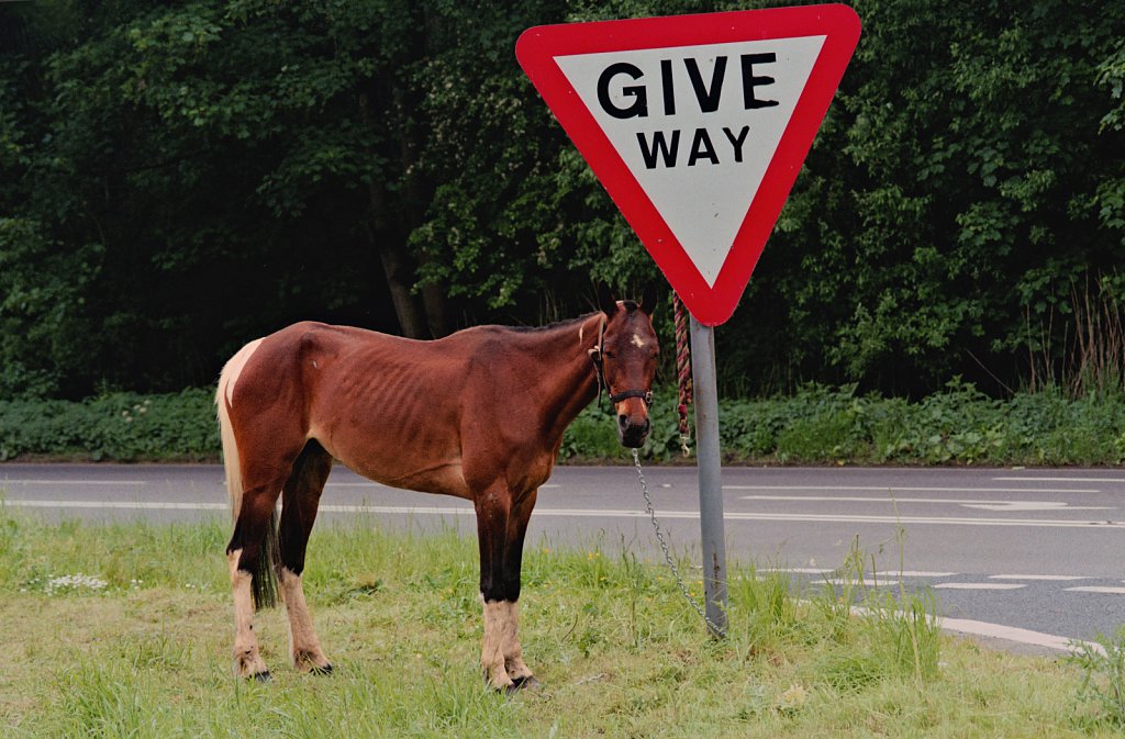  Unwanted horse, Swaffham, Norfolk