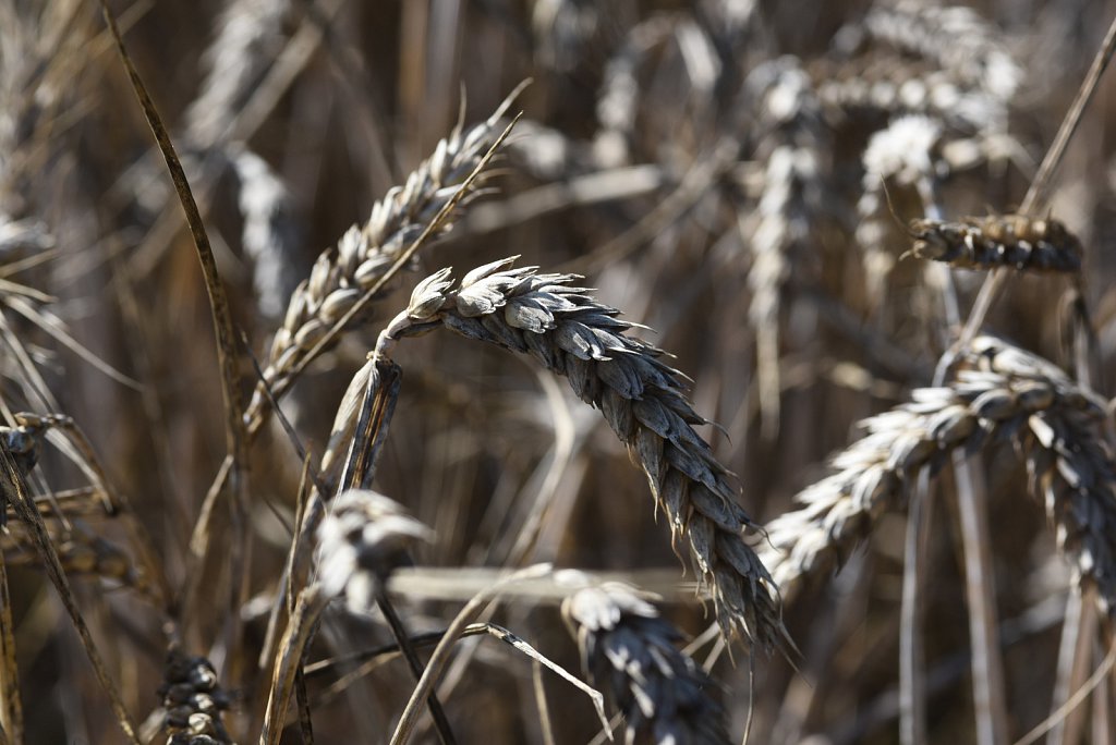 Eustin Farms Wheat Harvest