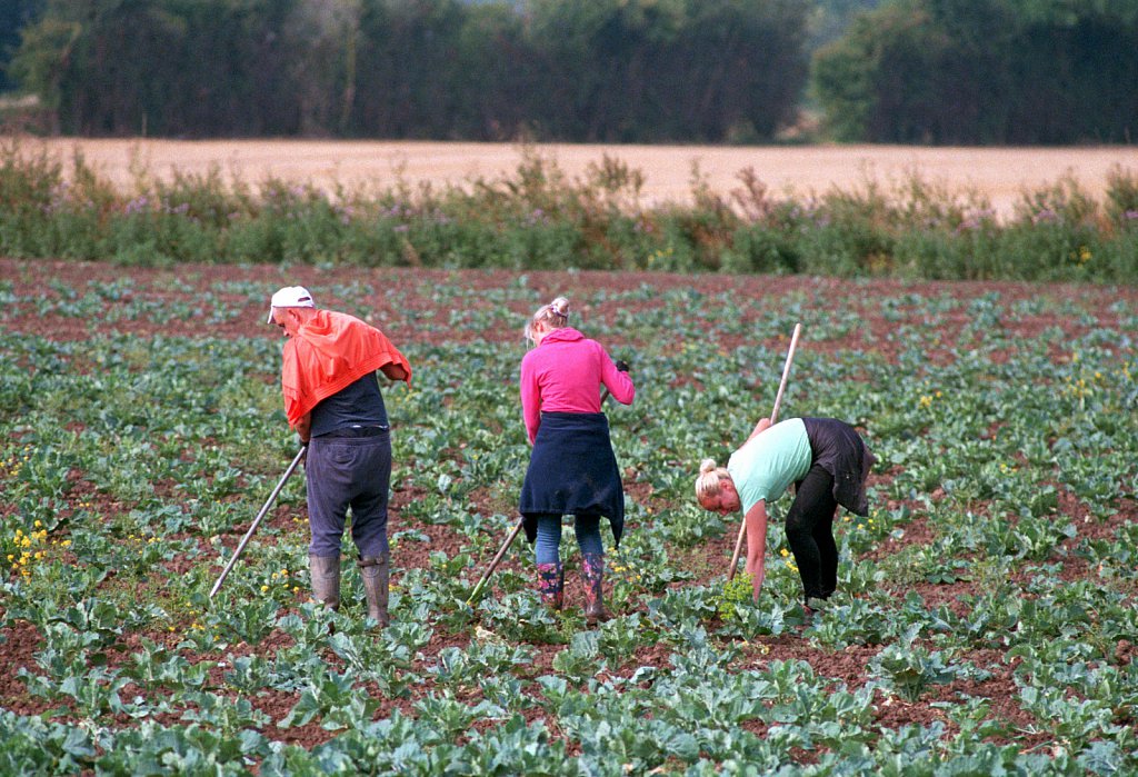 barber-migrant-workers-harvest05.jpg