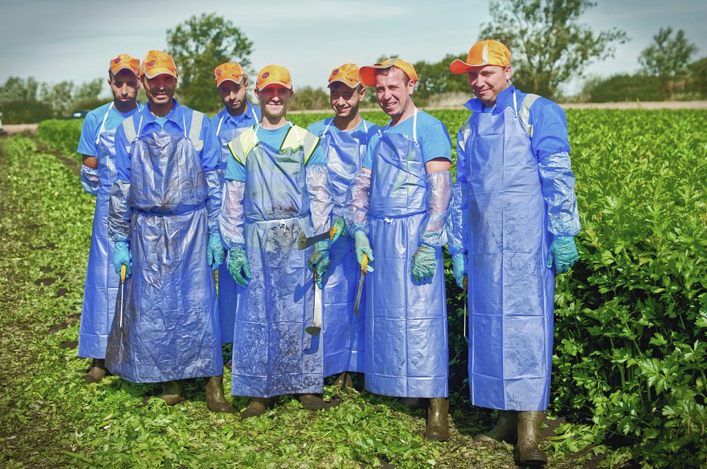 G's celery harvest, Cambridgeshire.